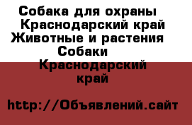 Собака для охраны - Краснодарский край Животные и растения » Собаки   . Краснодарский край